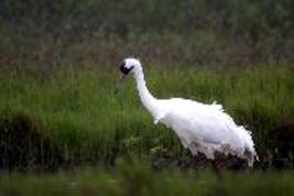 Adult whooping crane